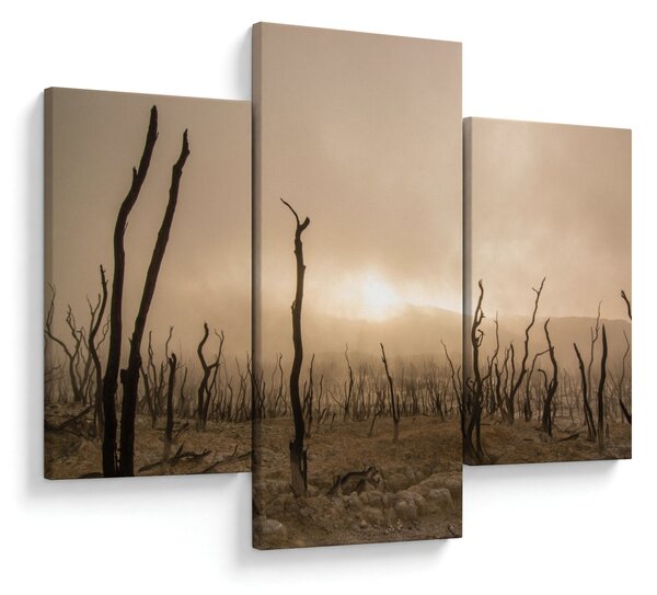 Kép - Csupasz fák (90x60 cm)