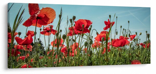 Kép - Pipacsos mező (120x50 cm)