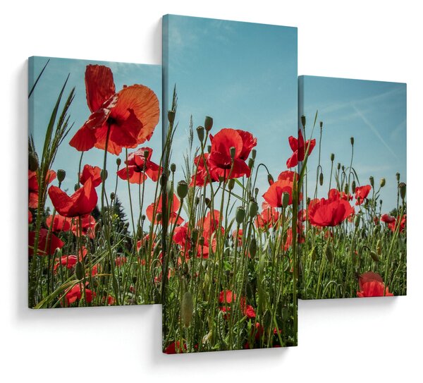 Kép - Pipacsos mező (90x60 cm)