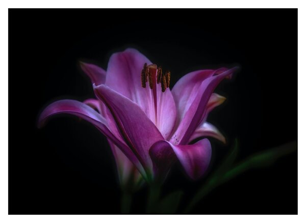 A liliom képe (70x50 cm)