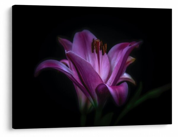 A liliom képe (70x50 cm)