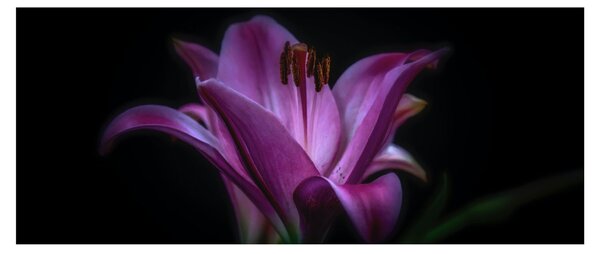 A liliom képe (120x50 cm)