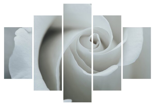 Kép - Fehér rózsa (150x105 cm)
