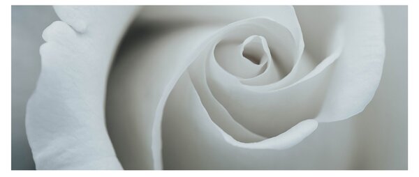 Kép - Fehér rózsa (120x50 cm)
