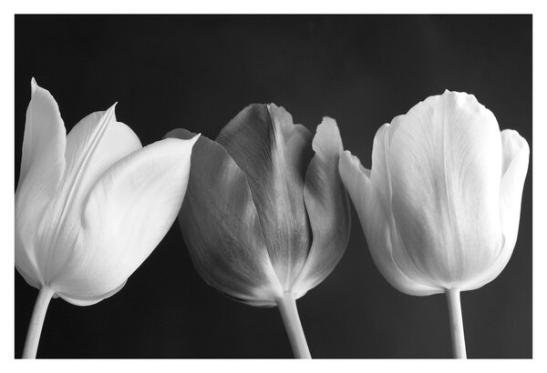 Kép - fekete-fehér tulipán virág (90x60 cm)