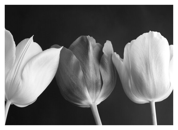 Kép - fekete-fehér tulipán virág (70x50 cm)