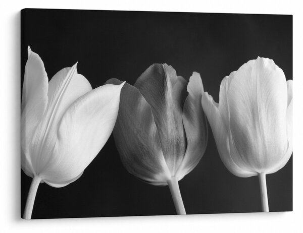 Kép - fekete-fehér tulipán virág (70x50 cm)