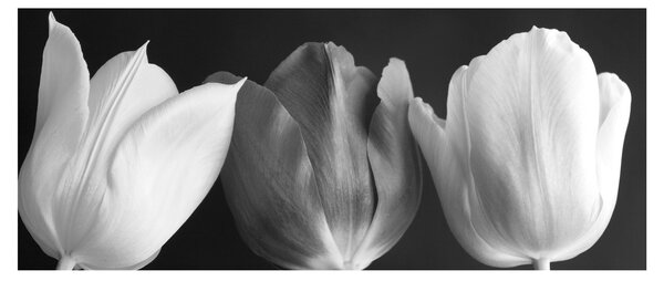 Kép - fekete-fehér tulipán virág (120x50 cm)