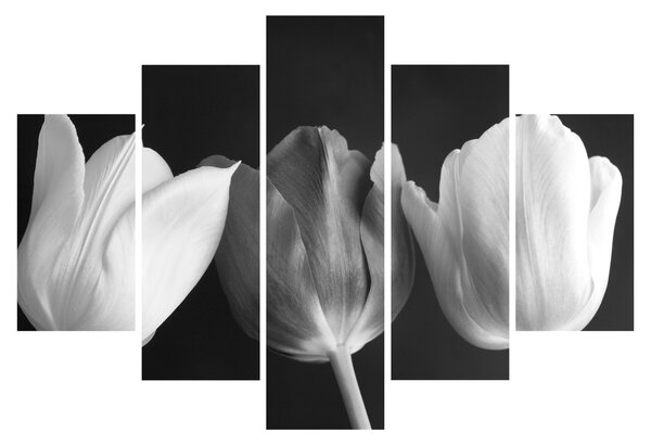 Kép - fekete-fehér tulipán virág (150x105 cm)
