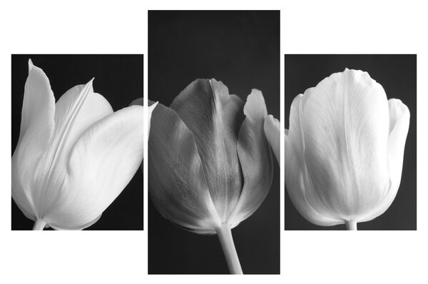 Kép - fekete-fehér tulipán virág (90x60 cm)
