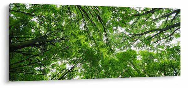 Kép - Kilátás a fák tetejére (120x50 cm)