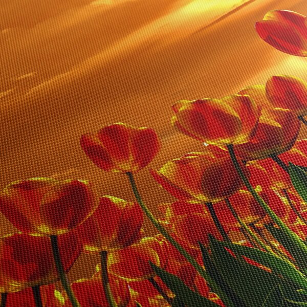Kép egy virágzó mező tulipánokkal (150x105 cm)