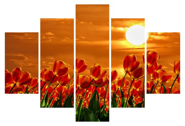 Kép egy virágzó mező tulipánokkal (150x105 cm)