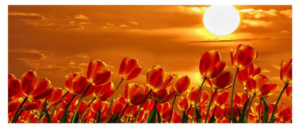 Kép egy virágzó mező tulipánokkal (120x50 cm)