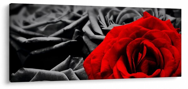Kép - Rózsa virágok (120x50 cm)