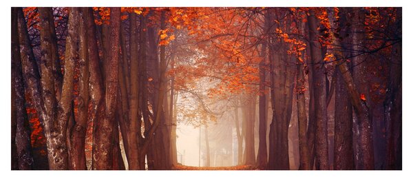 Kép - őszi erdő (120x50 cm)