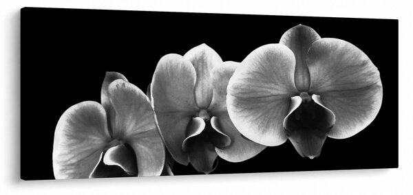 Egy orchidea virág képe (120x50 cm)
