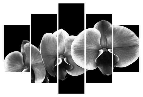 Egy orchidea virág képe (150x105 cm)