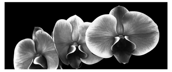 Egy orchidea virág képe (120x50 cm)