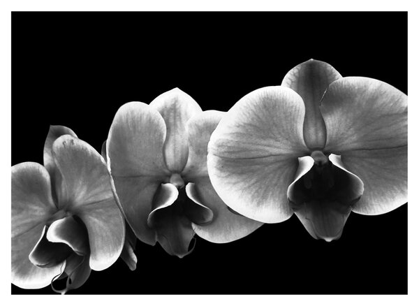 Egy orchidea virág képe (70x50 cm)