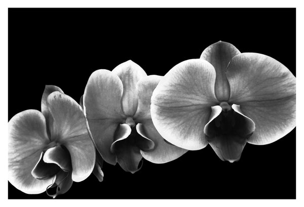 Egy orchidea virág képe (90x60 cm)