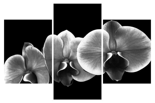 Egy orchidea virág képe (90x60 cm)