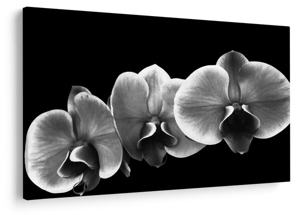 Egy orchidea virág képe (90x60 cm)