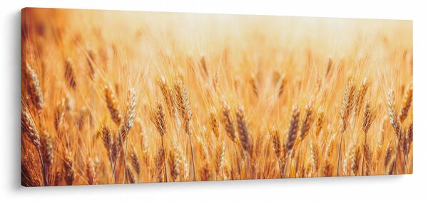 Kép - mező gabonával (120x50 cm)
