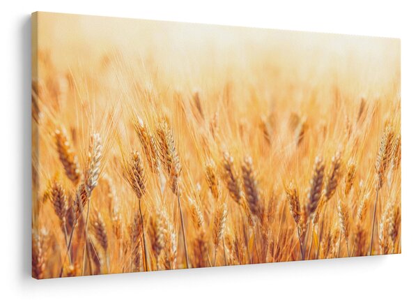 Kép - mező gabonával (90x60 cm)