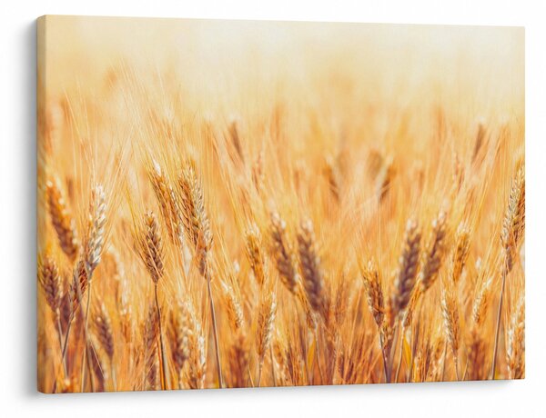 Kép - mező gabonával (70x50 cm)