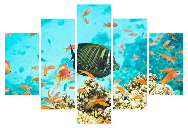 A víz alatti világ képe (150x105 cm)