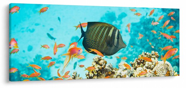 A víz alatti világ képe (120x50 cm)