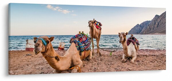 A tevék képe (120x50 cm)