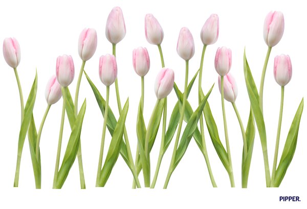 PIPPER. Textil falmatrica "Tulipánok 2"