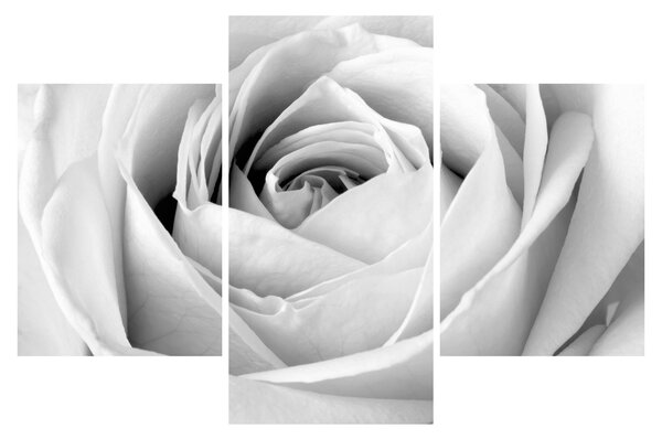 Kép - Rózsa virág részlete (90x60 cm)