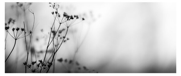 Kép - Réti virágok részlete (120x50 cm)