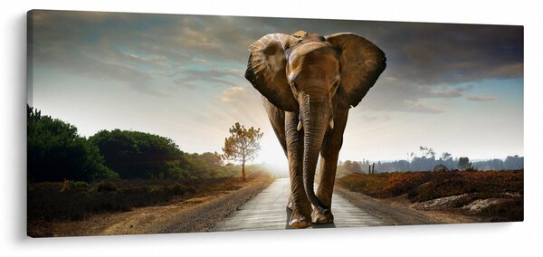 Elefánt képe (120x50 cm)