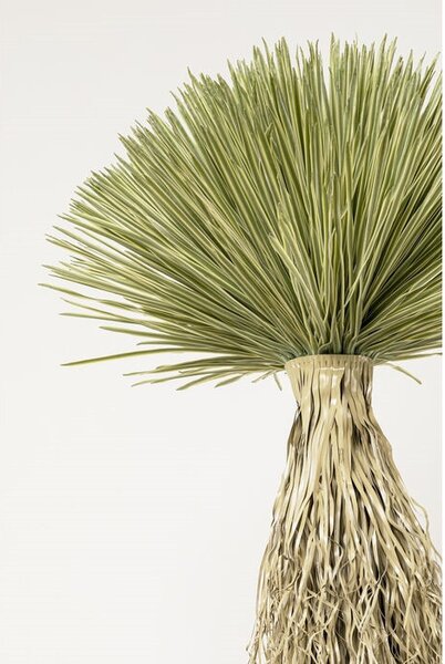 KARE Design Yucca Rostrata Műnövény Dekoráció 240 cm