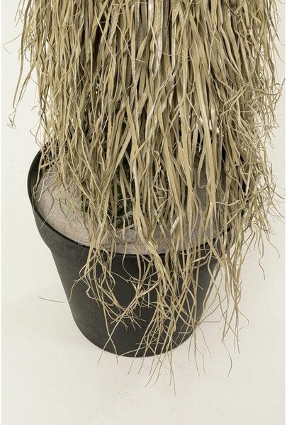 KARE Design Yucca Rostrata Műnövény Dekoráció 240 cm