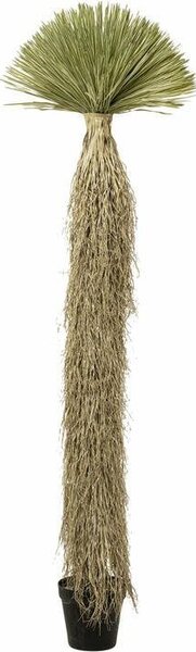 KARE Design Yucca Rostrata Műnövény Dekoráció 240 cm
