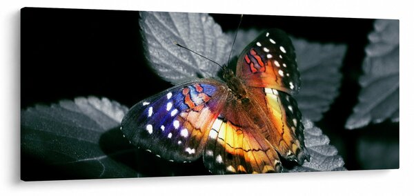 Pillangó képe (120x50 cm)