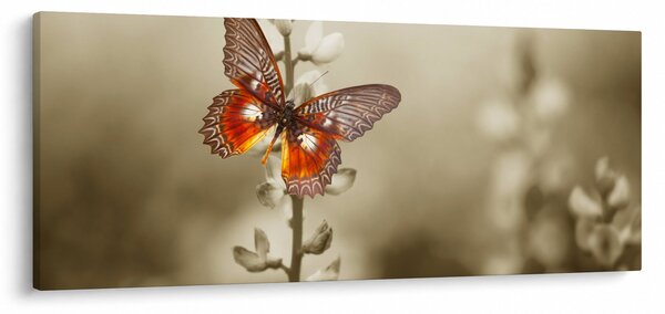 Pillangó képe (120x50 cm)
