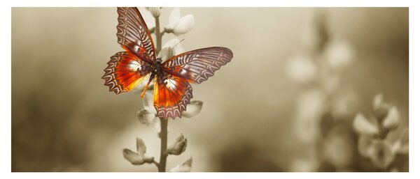 Pillangó képe (120x50 cm)