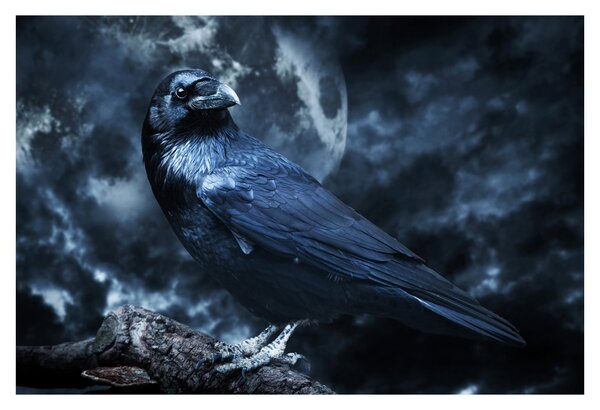Kép - Holló (90x60 cm)