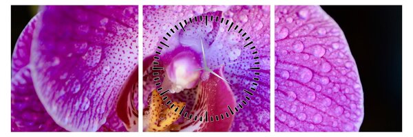 Részletes kép az orchidea virágról (órával) (90x30 cm)