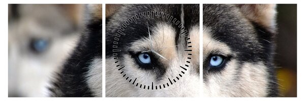 Husky kutya kép (órával) (90x30 cm)