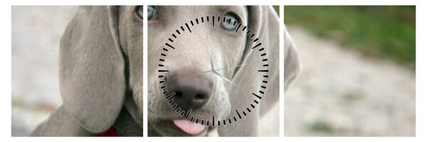 Kép - weimaraner kölyökkutya (órával) (90x30 cm)