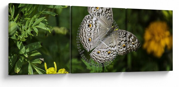 Kép - fehér pillangó (órával) (90x30 cm)