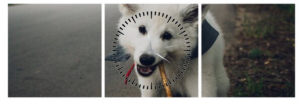 Egy fehér kutya képe (órával) (90x30 cm)