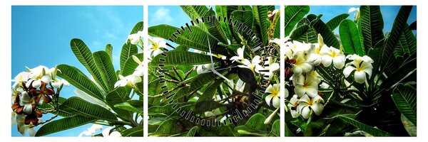Kép - Plumeria (órával) (90x30 cm)